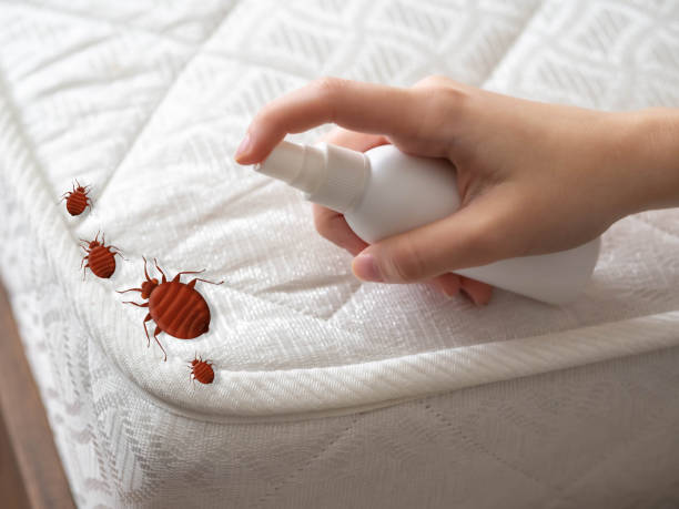 Best Local Pest Control Services  in Auxvasse, MO
