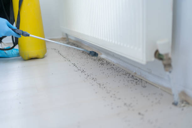 Trusted Auxvasse, MO Pest Control Experts